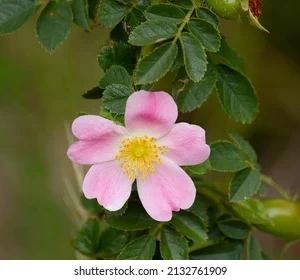 Savon Eponge Rose Eglantier